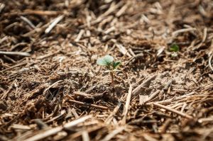 Озимий ріпак