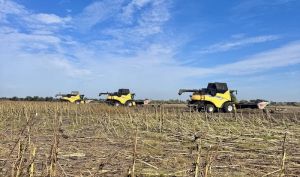 Рекордну олійність соняшнику отримали в ІМК