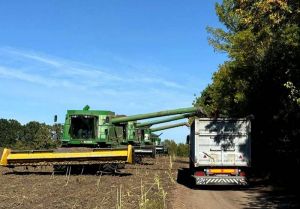 Збирання соняшника