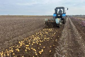 Збирання картоплі