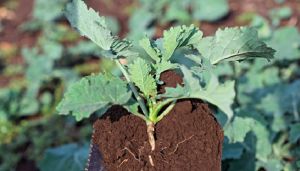 Контроль росту у посівах ріпаку пізніх строків сівби: фахівець порадив рішення