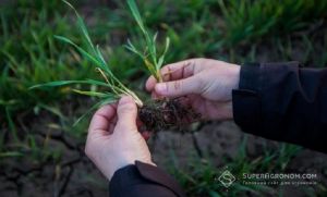 Осінній захист від бур'янів на посівах зернових культур дешевший та ефективніший за весняний — думка