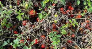 У Польщі врожай томатів та перцю гниє в полях: овочі та фрукти віддають безкоштовно