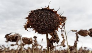 На Волині соняшник зібраний: середня урожайність 3 т/га