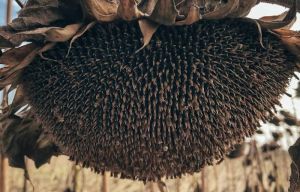 Кошик соняшника