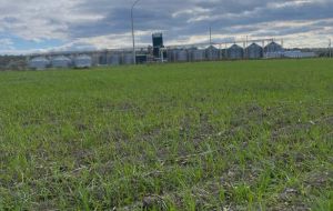 НІБУЛОН відмовляється від вирощування соняшника в Миколаївському кластері