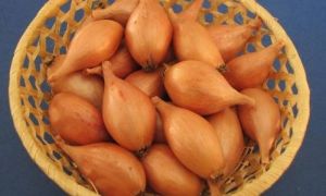 Сорти цибулі незвичної форми з високою врожайністю представили науковці НААН