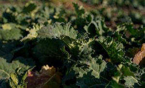 Ознаки азотного голодування фіксують на посівах озимого ріпаку — через різкі перепади температур