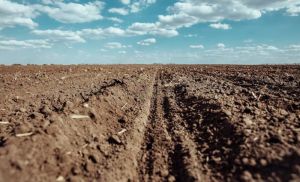 Понад 4 млн га земель в Україні обробляються поза межами правового поля — Башлик