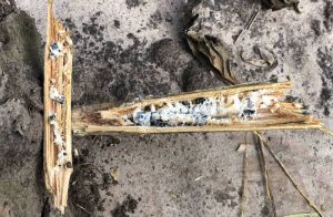 Склеротиніоз (прикоренева форма) 