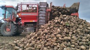 Урожай цукрового буряку