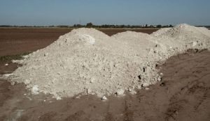 Коли вапнування можна проводити восени по сходах ріпаку, розповіли польські фахівці