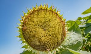 Соняшник НК Конді від Syngenta відтепер буде доступний виключно в LNZ Group