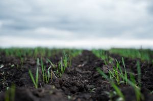 Озима пшениця