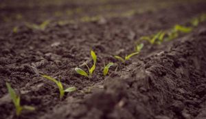 Каталог продуктів DEFENDA на 2026 рік поповнився двома новими засобами захисту рослин 