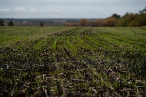 Озима пшениця