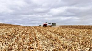 На Запоріжжі зібрали врожай лише з 20% довоєнних площ — решта в окупації