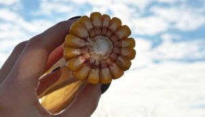 Середні показники ефективності EBIT $/га вирощування пшениці в Україні — на рівні конкурентів Канади й Австралії