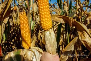 Найвища середня врожайність кукурудзи майже 10 т/га на Хмельниччині