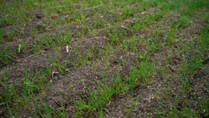 Озимі культури можна сіяти й у грудні, якщо для цього є певні умови — науковець