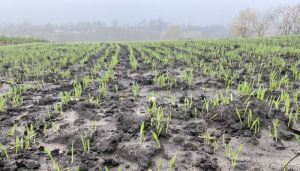 Посіви озимого ячменю