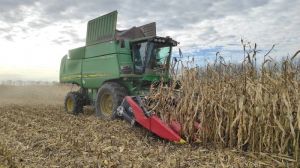 Ціни на українську кукурудзу мають висхідний характер через повільне збирання врожаю 2025