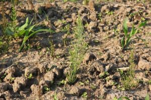 Помилки у застосуванні ґрунтових гербіцидів та їхні наслідки назвав фахівець