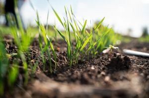 Пшениця озима