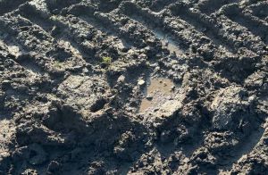 На Херсонщині за 3 тижні випало 70 мм опадів, такої ситуації з вологою не було 10 років