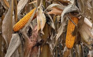 2025 рік один з найгірших за темпами збирання кукурудзи — Barva Invest