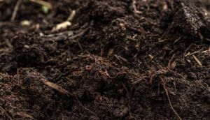 10,8 т/га пшениці завдяки вермикомпосту отримувало господарство з Київщини навіть у неврожайний рік