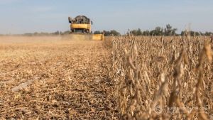 Збирання сої