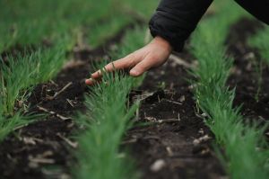 Озима пшениця в господарстві "Вікторія"