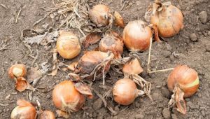 Цибулю дешевше знищити, ніж зібрати: аграрії Хмельниччини залишають урожай у полі
