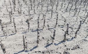 На Херсонщині цього року аграрії втратили 50 тисяч тонн врожаю 