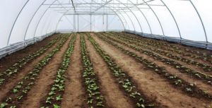 Огірки в монокультурі: досвідом вирощування поділились на Полтавщині