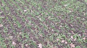 Падалиця ріпаку в посівах пшениці