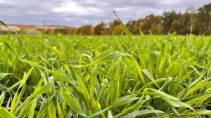 Посіви озимого жита