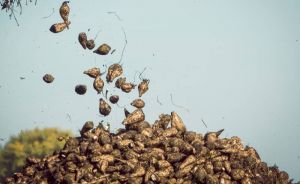 Урожай цукрового буряку