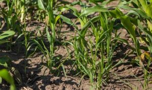 Bayer вивів на світовий ринок новий гербіцид проти резистентних бур’янів