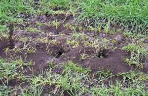 Мишачі нори