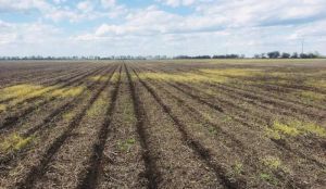В ІМК показали, як диференційоване внесення меліоранту зменшує витрати й підвищує врожайність 