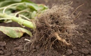 Дослідники виявили ген, що допомагає корінню проростати крізь ущільнений ґрунт