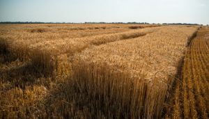 Озима пшениця