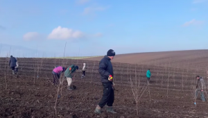 На Волині заклали найбільший вишневий сад області