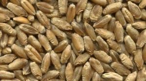 В Україні очікують 81,4 млн т зернових і олійних: експорт може сягнути 49 млн т