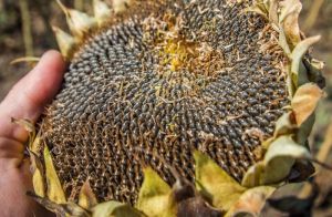 Ціни на соняшник та сою в Україні поступово зростають