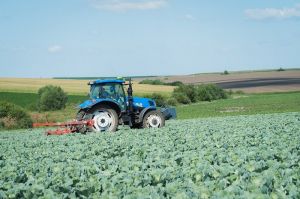 Догляд за посівом капусти