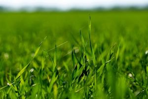 Озима пшениця