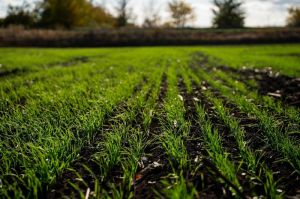 Озима пшениця